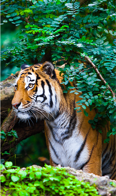 Wildlife Trails of India
